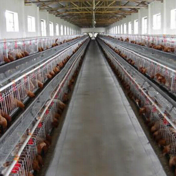 50 Pcs Water Cups Nipple Chicken Drinkers Waterer 360 Angle Poultry Supplie