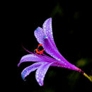 2 X Purple Amaryllis Bulbs Beauty Bonsai Flowers Garden Viewing-Decor U7I1 Q5V1