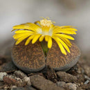 50X Mixed Lithops Seeds Living Stones Succulent Cactus Four Seasons Potted A9Z0