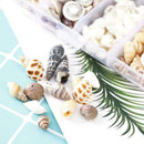 Seashells Corn Screw Wall Decoration DIY Aquarium Landscape  New