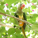 2  Pcs Parrot Birds Nappies Pocket Breathable Parrot Diaper Convenient to Wear