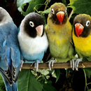 Diy Diamond Painting Parrot Animal Full Drill Rhinestone Cross Stitch Kits  U5K8