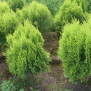 100x Arborvitae Siberian Carpet Cypress Arborvitae Garden, Tree Everg Z2A9 V5R6
