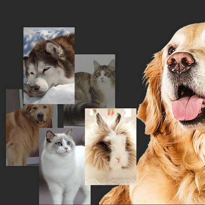 Electric Professional Pet Dog Cat Hair Trimmer Clippers Grooming Scissor Cutters