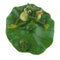 2x Artificial Pond Lily Floating Plant With Frog Ornament Family Rowing