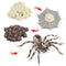 4 Pieces Life Cycle of a Spider, Animal Growth Cycle Includes Egg, Larva,