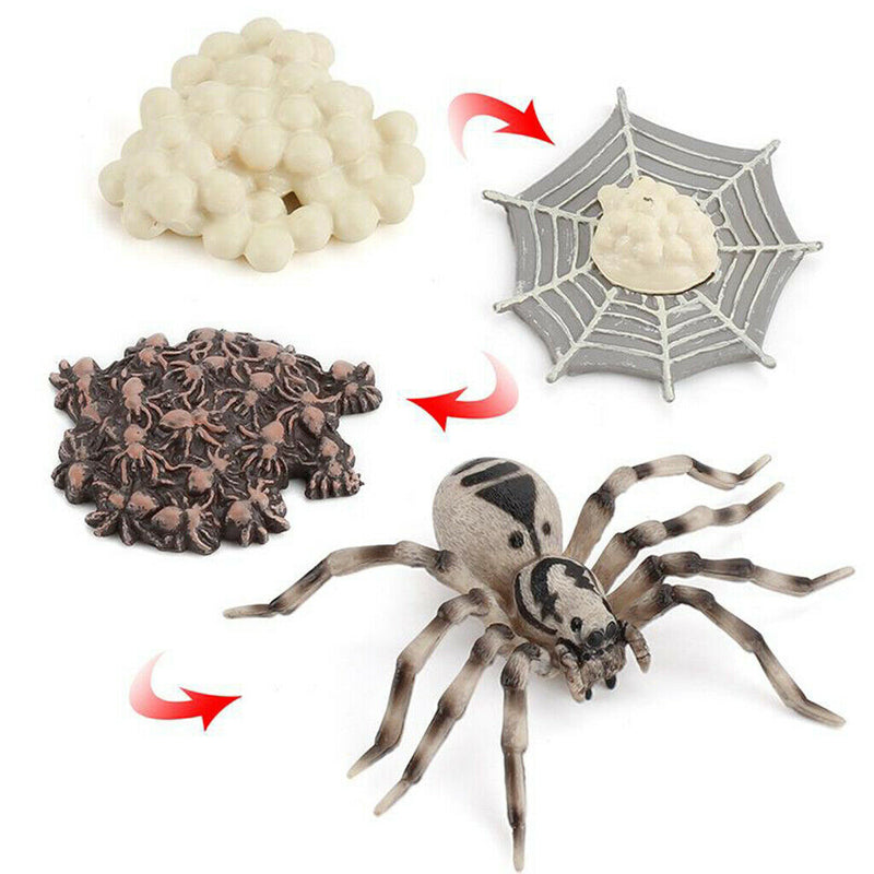 4 Pieces Life Cycle of a Spider, Animal Growth Cycle Includes Egg, Larva,