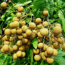 5pcs Dwarf Longan Sri Chompoo/Dragon Sweet Exotic Tropical P7Q7 Bonsai Su F V5H3