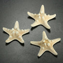 12 x White Knobby Starfish 5cm -7cm Sea Star Shell Beach Wedding Display Cr