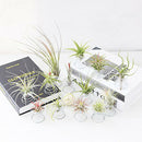 20 Pack Air Plant Stand Container Tillandsia Holder, iron Wire Stand Plant