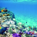 2 Pieces Decorative Aquarium Background Poster Fish Tank Backdrop Vivid