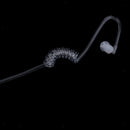 2Pin Throat Vibration Mic Headset Air Tube Earpiece for Midland G6/9