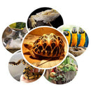 4 Pcs Pet Uva Uvb Bulb Reptile Heat Lamp Bulb Ceramic Heat Emitter No Harm No