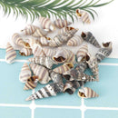 Seashells Corn Screw Wall Decoration DIY Aquarium Landscape  New