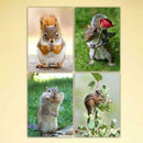 4 Pack Squirrel DIY 5D Diamond Painting Kits Full Drill Cross Stitch Home  Decor