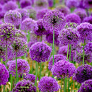 10pcs purple giant allium giganteum flower black seeds home garden plant decorLJ