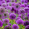 10pcs purple giant allium giganteum flower black seeds home garden plant decorLJ