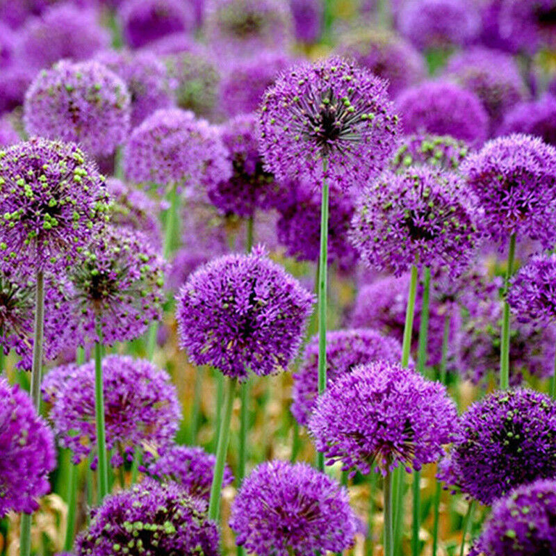 10pcs purple giant allium giganteum flower black seeds home garden plant decorLJ