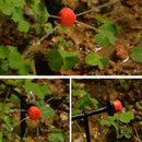 10M Diy micro-Drip Irrigation System Plant Automatic Watering Irrigation Co