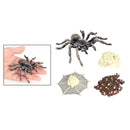 Realistic Plastic Spider Growth 4 Stages Lifelike Life Cycle Kids Education Toys