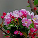 Begonia Seed bonsai tree flower seeds Begonia tree plant Balcony Yard potted. LJ