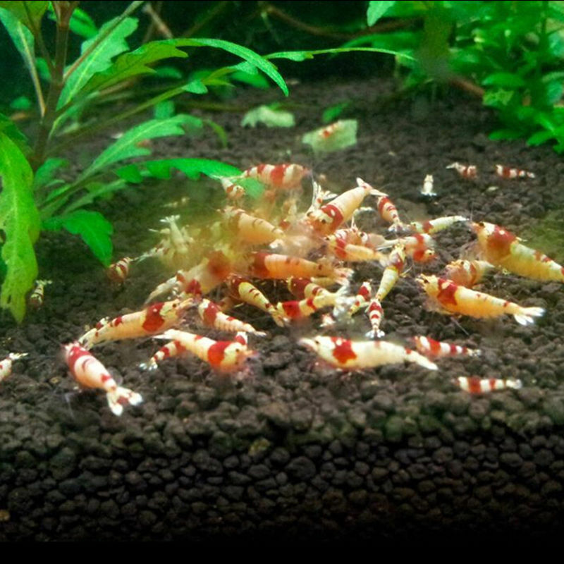 100 Spirulina Tablets Enrichment Favorite Pet Food for Fish Crystal Red Shrimp