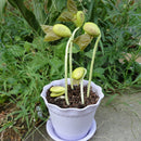 Magic Message Beans Seeds, Fun Novelty Gift, Grow Your Own Word 100pcs LJ