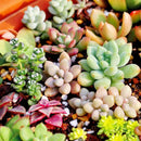 300pcs Mixed Succulent Seeds Lithops Living Stones Plants Cactus Home Beauty New