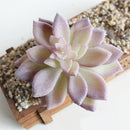 Artificial Succulent Vivid Flocking Plants Home Office Floral Decor Crafts