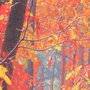 Background Fabric Autumn Forest Wall Studio Prop Photography Backdrop Cloth