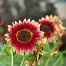 15x Samen Rot Sonnenblume Abendrot Abendsonnen HELIANTHUS ANNUUS-Red X9H4 R0A3