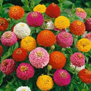 200Pcs Beautiful Mixed Color Zinnia Flower Plant Seeds Garden Bonsai Seeds LJ