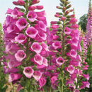 Foxglove Seeds 50 seeds perennial gorgeous 4 Feet tall awe inspiring LJ