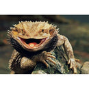 5D Diamond Embroidery Painting Bearded Dragon Lizards Art Print DIY Diamond