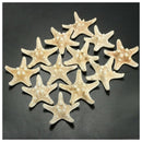 12x Knobby Starfish 8-11 CM Seastar Shell Beach Wedding Display Craft Decor A7K3