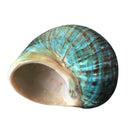 9-12cm Natural Green Shell Conch Coral Sea Snail Starfish Fish Tank Decoration