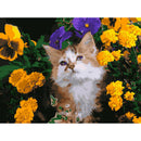 DIY Digital Painting By Numbers Cat Flower Canvas Picture Modern Wall Art