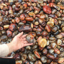 Natural Madagascar Banded Agate Stone Specimen Tumbled Pattern Craft 2-3CM US!!