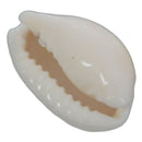 50pcs Shell Beads for Women jewelry Bracelet Necklace Earring Making DIY Gift M3