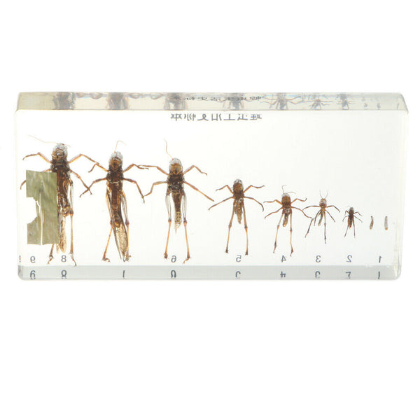 Science Education Specimens Biology Teaching Tool - Life Cycle of Locust