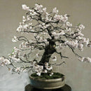 10pcs seedsHITE PRUNUS ( PRUNUS MUME )Bonsai SeedsDecor: X0D7