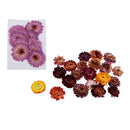 10 Pcs + 20g Dried Pressed Flowers For DIY