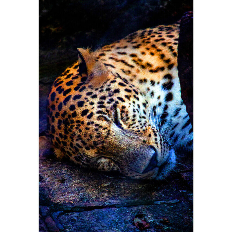 1000 Pieces Paper Jigsaw Puzzles Sleeping Cheetah Assembling Picture Craft