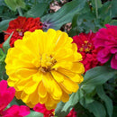 200xMischfarben California Giant Zinnia Elegante Blumensamen I1A9 Geschenk! X9Y6
