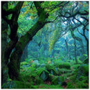 7X5ft Rainforest Vinyl Photography Background Customized Photography Backdr M7T3