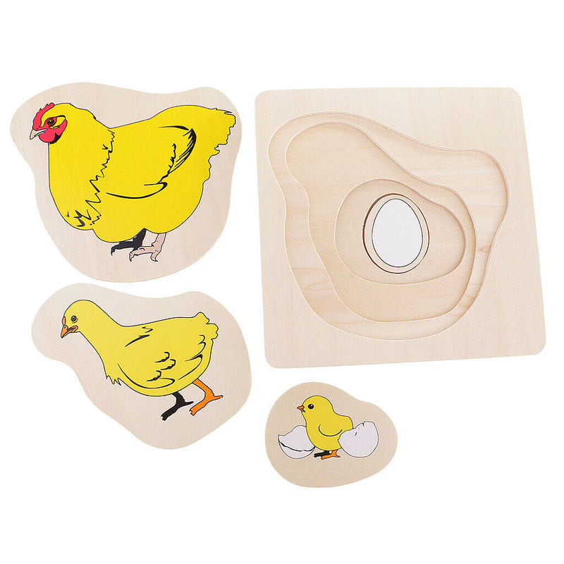Montessori Materials The Evolution Process Of Hens For Kids Early Education