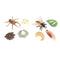 Simulation the Life Cycle of Spider Insect Growing 4 Stage Educational Toys