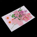2Set Pressed Leaves Natural Dried Flower Embellishment For Scrapbook Card Making