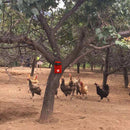 Waterproof Solar Sound Security  Lamp Motion Sensor Anti-theft Animal 6-LED