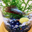 Glass Aquarium Bamboo Base Mini Fish Tank Decoration Fish Bowl Office Micro H6O6